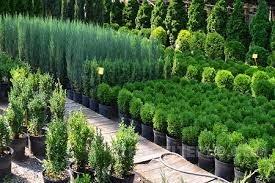 Создание процветающего сада: руководство по покупкам в питомнике растений